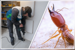 Apartment Termite Control Services