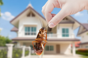 Cockroach Control Services for Bungalows